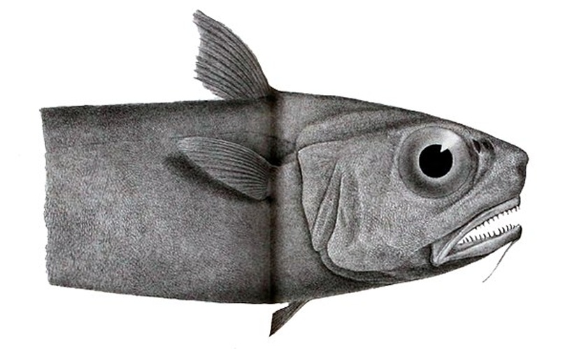 Malacocephalus laevis &copy; R. Mintern