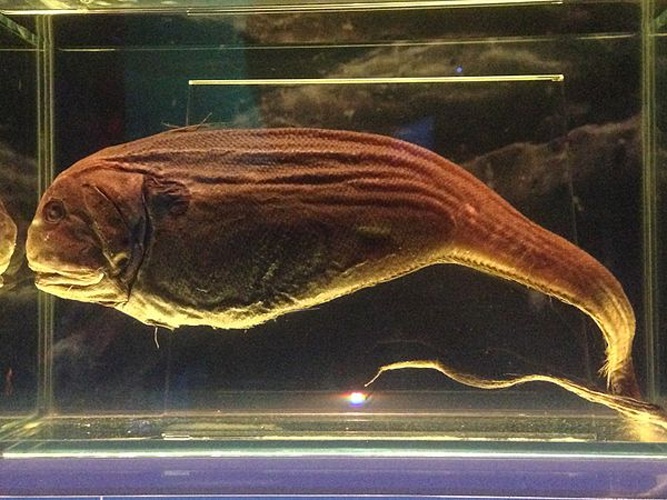 Odontomacrurus murrayi © <a href="//commons.wikimedia.org/wiki/User:Canley" title="User:Canley">Canley</a>