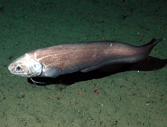 Spectrunculus grandis &copy; NOAA/MBARI