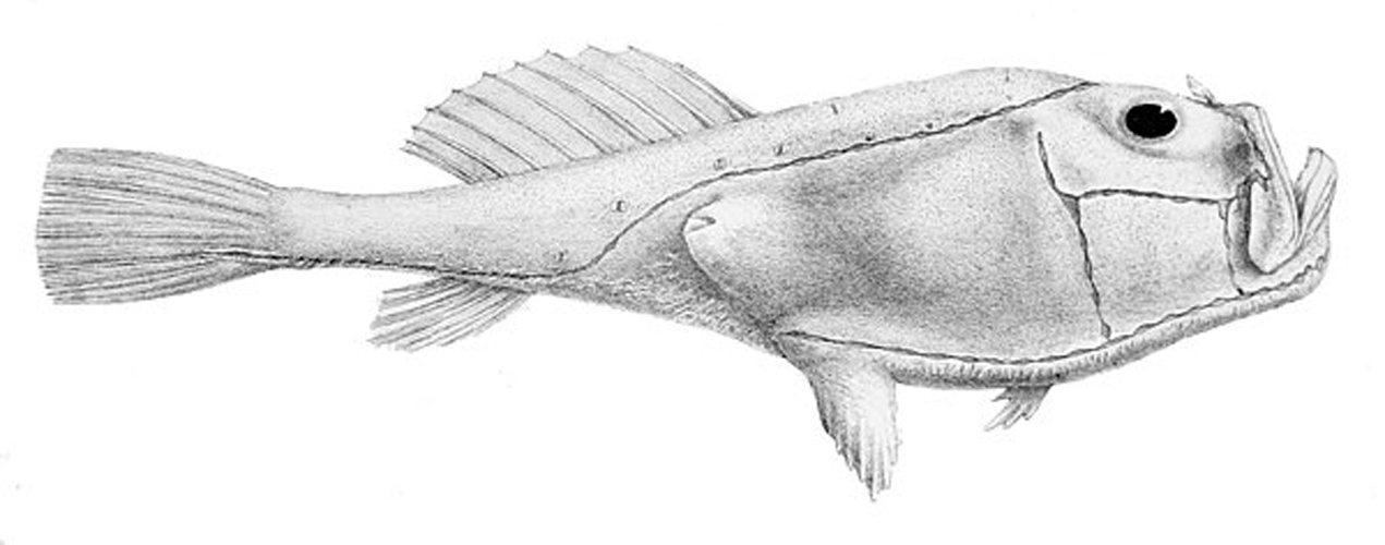 Pink frogmouth &copy; R. Mintern