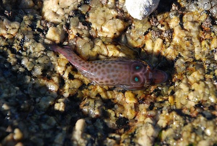 Shore clingfish © <a rel="nofollow" class="external text" href="https://www.flickr.com/people/polandeze/">polandeze</a>