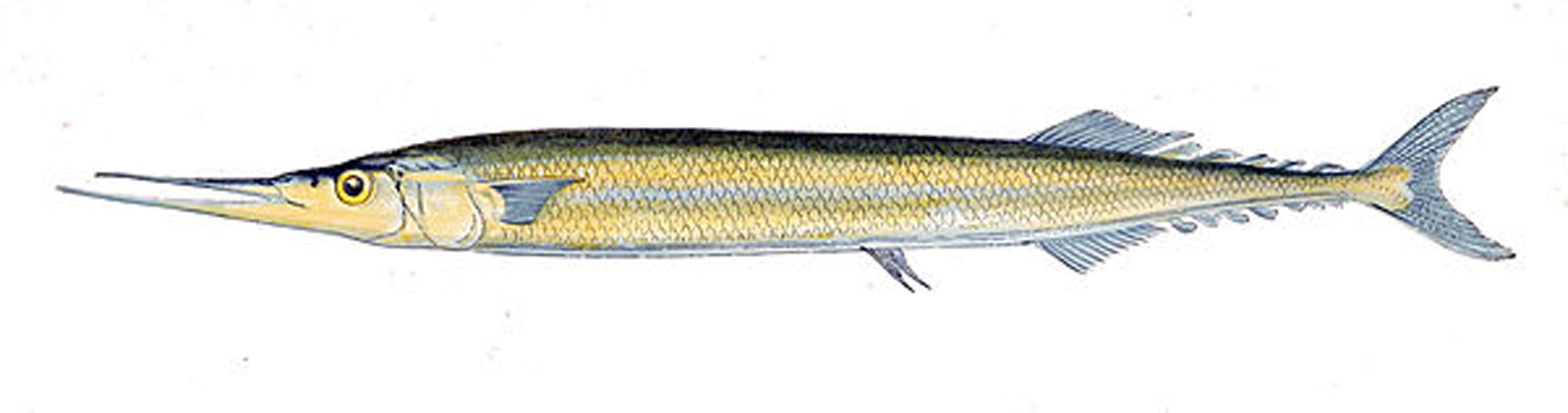 Atlantic saury © Gervais et Boulart