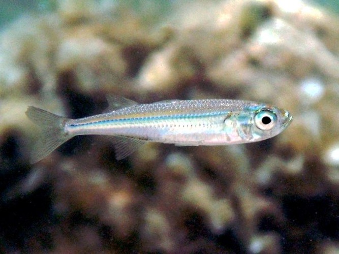 big-scale sand smelt &copy; Roberto Pillon