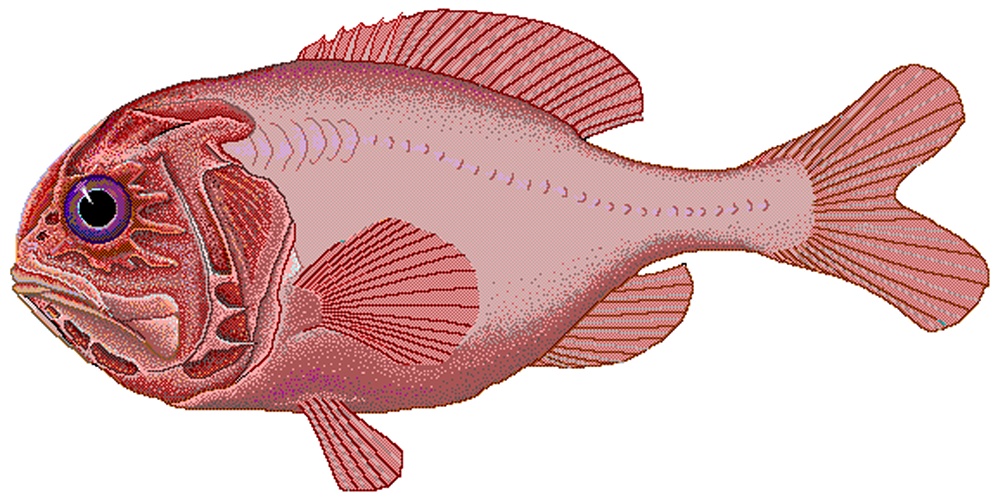 orange roughy © 