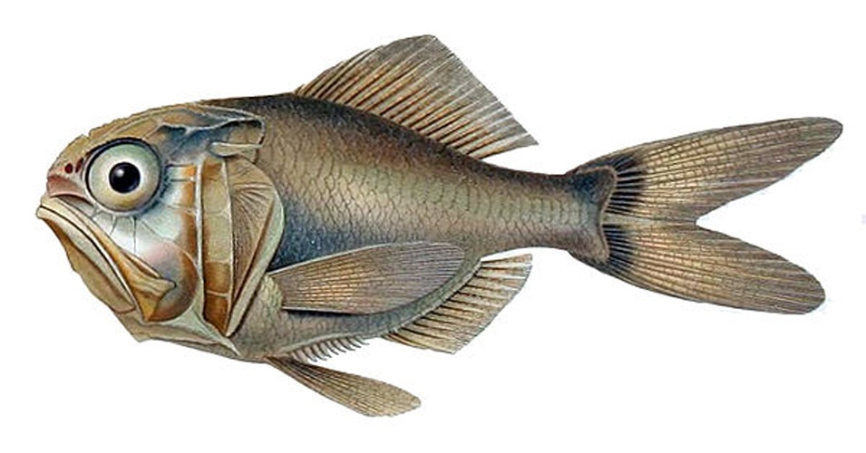 Hoplostethus mediterraneus &copy; <bdi><a href="https://en.wikipedia.org/wiki/en:Emma_Kissling" class="extiw" title="w:en:Emma Kissling">Emma Kissling</a>
</bdi>