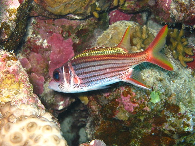 Sargocentron rubrum © This photo has been taken by <b><a href="//commons.wikimedia.org/wiki/User:Mirgolth" title="User:Mirgolth">Matthieu Sontag</a></b> (User:Mirgolth) and released under the licenses stated below. You are free to use it for any purpose as long as you credit me as author, Wikimedia Commons as site and follow the terms of the licenses. Could you be kind enough to <a href="https://fr.wikipedia.org/wiki/Discussion_Utilisateur:Mirgolth" class="extiw" title="fr:Discussion Utilisateur:Mirgolth">leave me a message on this page</a> to inform me about your use of this picture.