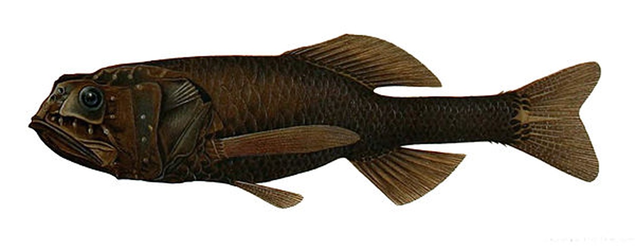 Scopeloberyx robustus © <bdi><a href="https://en.wikipedia.org/wiki/en:Emma_Kissling" class="extiw" title="w:en:Emma Kissling">Emma Kissling</a>
</bdi>