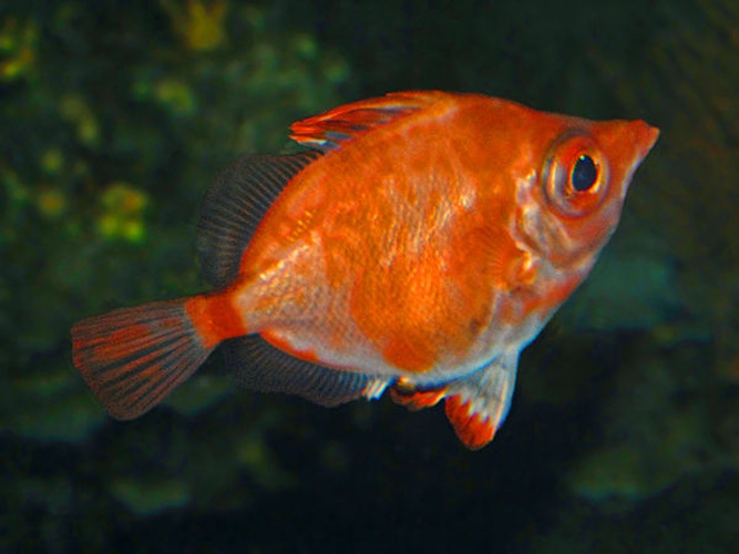 Boar Fish &copy; <a href="//commons.wikimedia.org/wiki/User:Hectonichus" title="User:Hectonichus">Hectonichus</a>