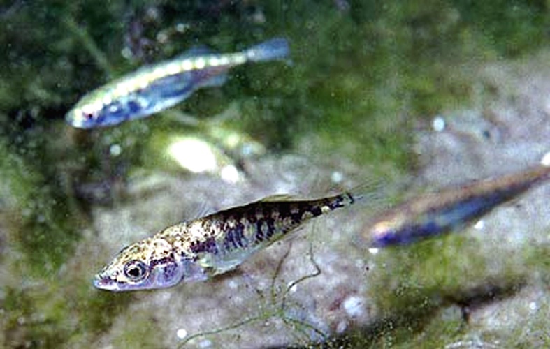 Three-spined stickleback &copy; <a href="https://nl.wikipedia.org/wiki/Gebruiker:GerardM/Ron_Offermans" class="extiw" title="nl:Gebruiker:GerardM/Ron Offermans">nl:Gebruiker:GerardM/Ron Offermans</a>