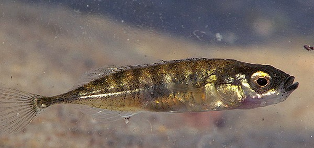 Ninespine stickleback &copy; Piet Spaans