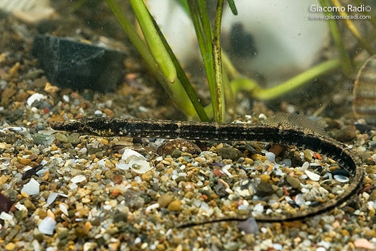 Black-striped pipefish © <a rel="nofollow" class="external text" href="http://www.giacomoradi.com">Giacomo Radi</a>