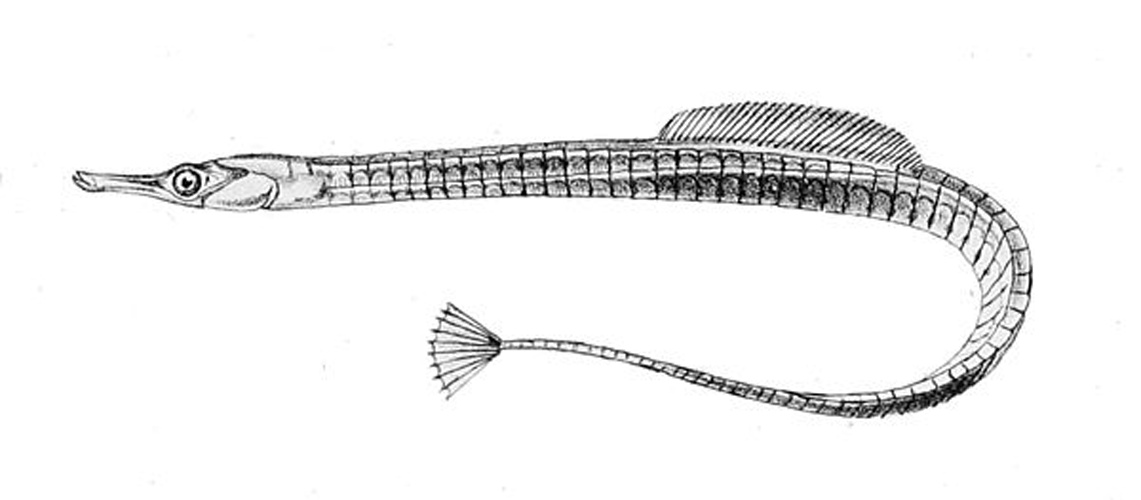 Lesser pipefish © n