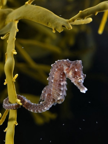Short-snouted seahorse © <div class="fn value">
<a href="//commons.wikimedia.org/wiki/User:Biopics" title="User:Biopics">Hans Hillewaert</a>
</div>