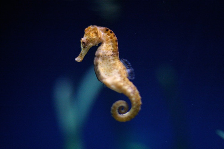 Long-snouted seahorse © <a rel="nofollow" class="external text" href="https://www.flickr.com/photos/42856776@N00">Alex Griffioen</a>