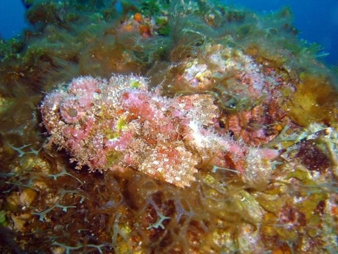 Scorpaena plumieri &copy; <a rel="nofollow" class="external text" href="http://herramientas.educa.madrid.org/animalandia/autor.php?nombre=Fernando%20Herranz%20Mart%EDn">Fernando Herranz Martín</a>