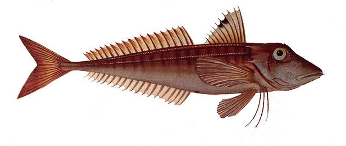 red gurnard &copy; Krüger