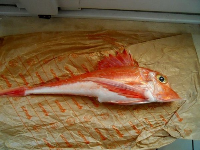piper gurnard &copy; <a href="//commons.wikimedia.org/wiki/User:Etrusko25" title="User:Etrusko25">Etrusko25</a>