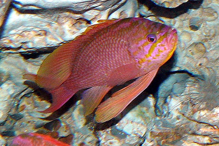 Anthias anthias © <a href="//commons.wikimedia.org/wiki/User:Haplochromis" title="User:Haplochromis">User:Haplochromis</a>
