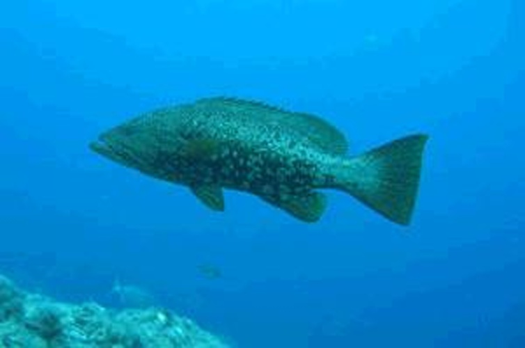 Mottled grouper © riblje-oko.hr