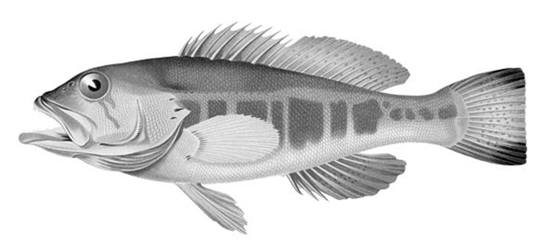 Serranus atricauda © Carl Nielsen