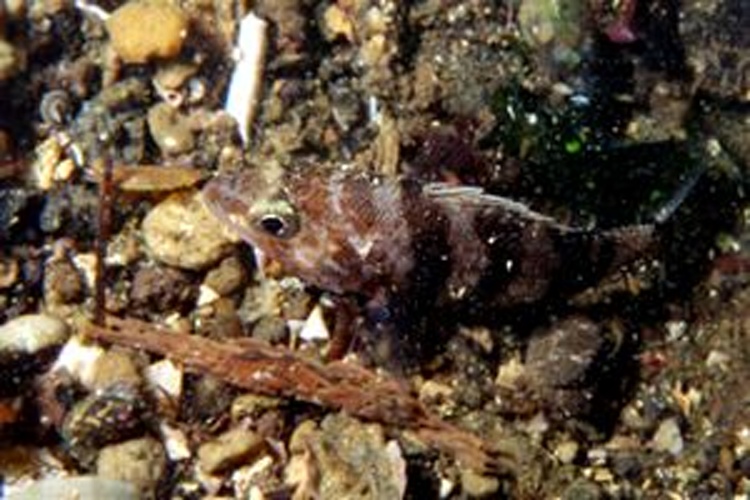 Serranus hepatus © Massimiliano De Martino
Original uploader was <a href="https://it.wikipedia.org/wiki/User:Yoruno" class="extiw" title="it:User:Yoruno">Yoruno</a> at <a class="external text" href="http://it.wikipedia.org">it.wikipedia</a>