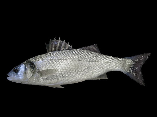 European seabass © <div class="fn value">
<a href="//commons.wikimedia.org/wiki/User:Biopics" title="User:Biopics">Hans Hillewaert</a>
</div>