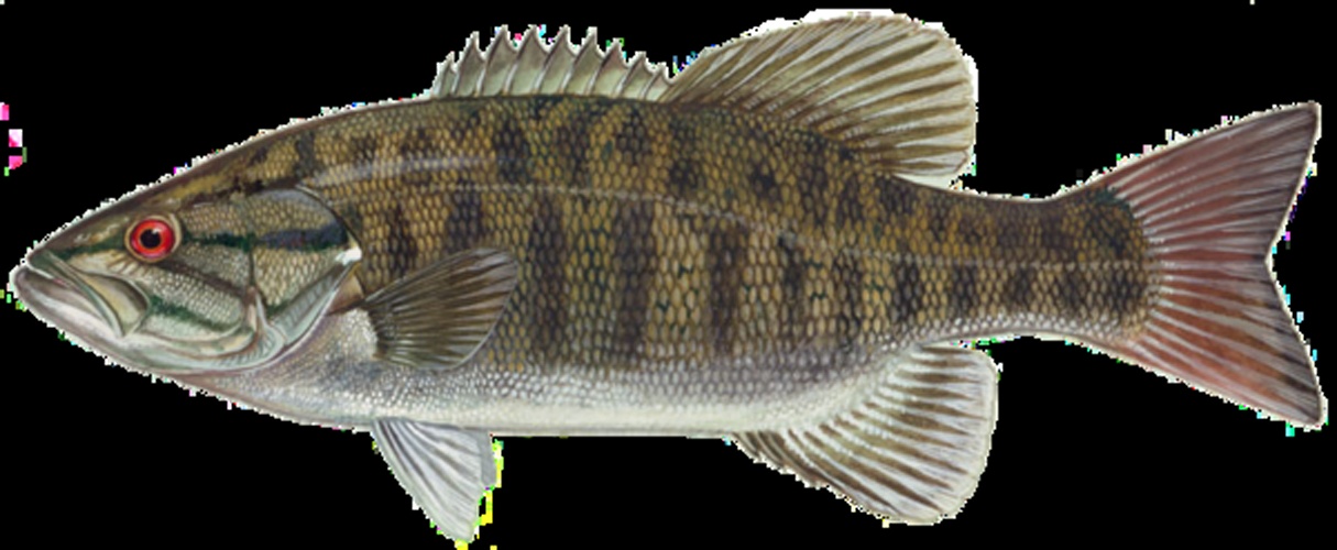 Micropterus dolomieu &copy; <ul>
<li>
<a href="//commons.wikimedia.org/wiki/User:Ianare" title="User:Ianare">Ianaré Sévi</a> (for modifications only)</li>
<li>Duane Raver, U.S. Fish and Wildlife Service</li>
</ul>