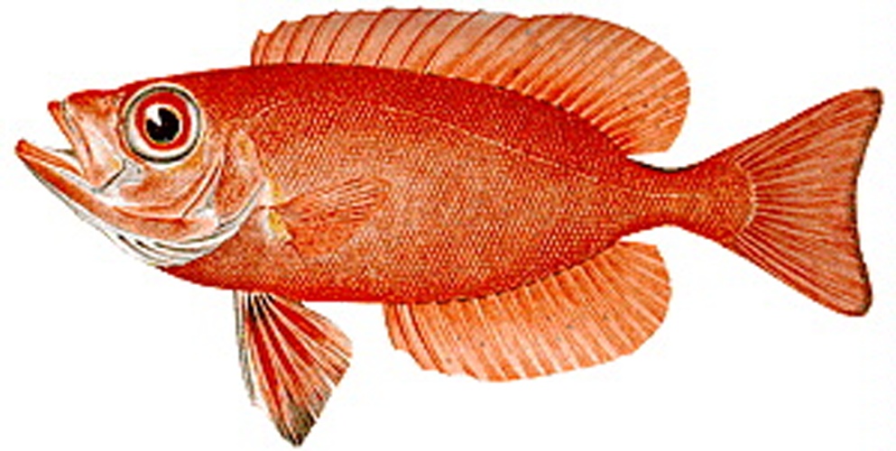 Priacanthus arenatus © NOAA