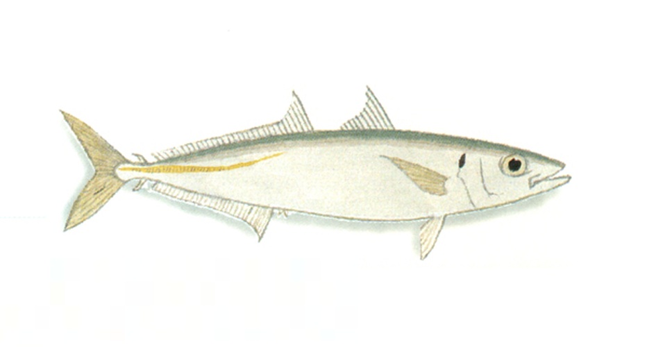 Mackerel scad © <a href="//commons.wikimedia.org/wiki/User:Xavier_Romero-Frias" title="User:Xavier Romero-Frias">Xavier Romero-Frias</a>