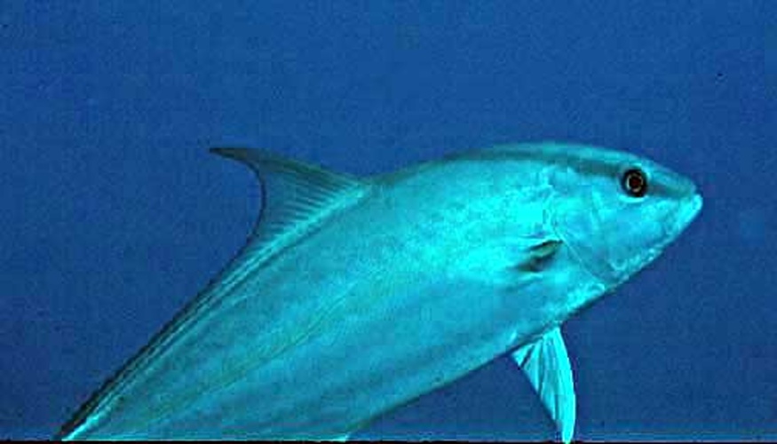 Greater amberjack © NNPS photo - Bryan Harry