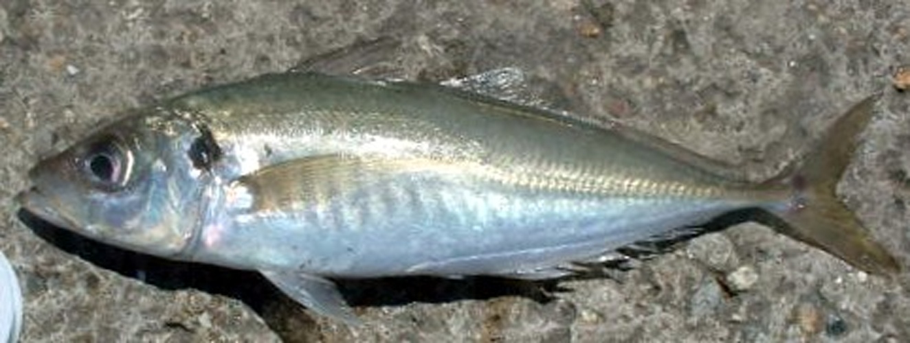 Atlantic horse mackerel © <a href="//commons.wikimedia.org/w/index.php?title=User:Kare_Kare&amp;action=edit&amp;redlink=1" class="new" title="User:Kare Kare (page does not exist)">Kare Kare</a>