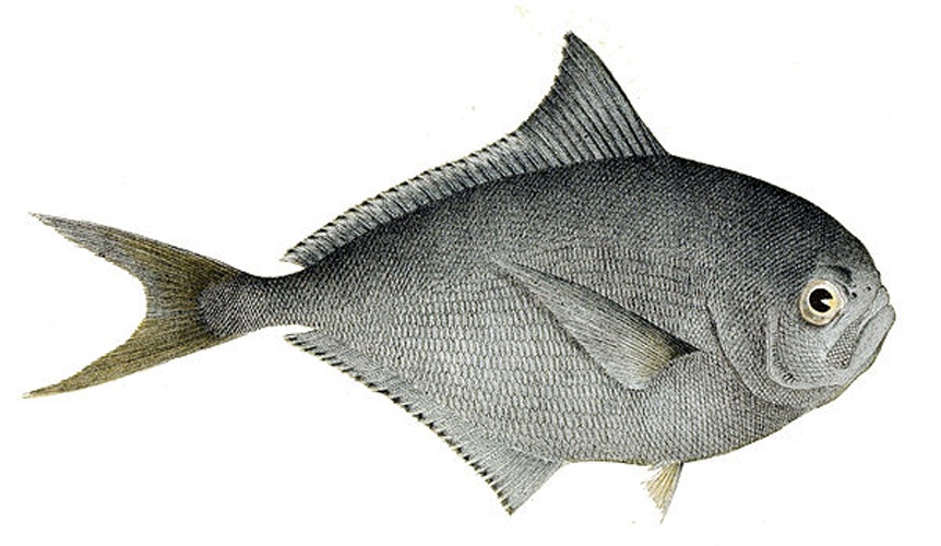 Atlantic pomfret &copy; Arthur Bartholemew