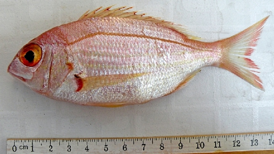 Dentex maroccanus © Okan Akyol