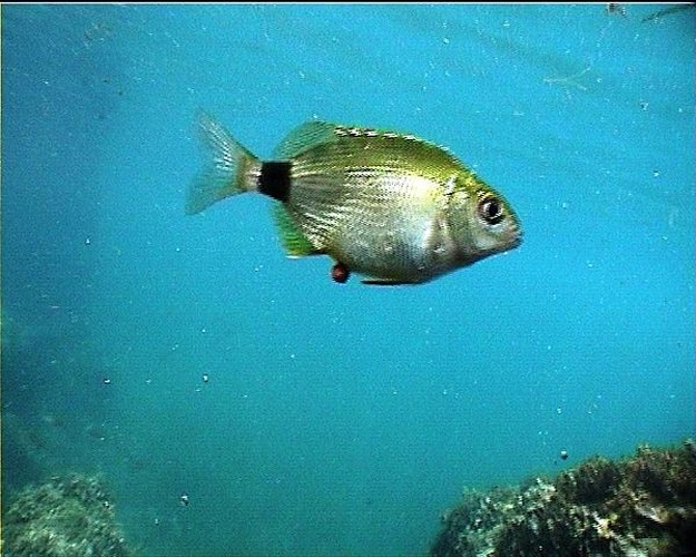 Diplodus annularis © Alberto Romeo<br>albertoromeo@neomedia.it<br><a rel="nofollow" class="external free" href="http://www.romeofotosub.it">http://www.romeofotosub.it</a>