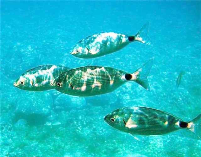 saddled seabream &copy; Alberto Romeo<br>albertoromeo@neomedia.it<br><a rel="nofollow" class="external free" href="http://www.romeofotosub.it">http://www.romeofotosub.it</a>