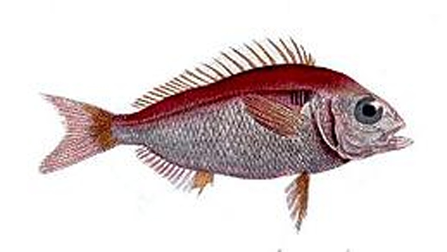 blackspot seabream © 