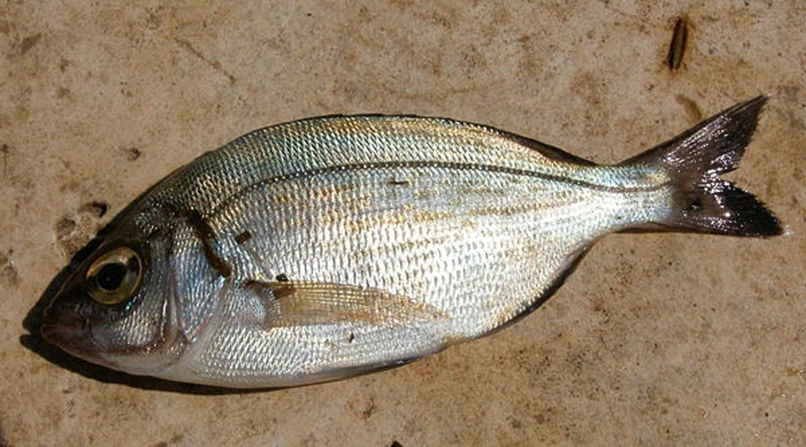 Black seabream © <a href="//commons.wikimedia.org/wiki/User:Gronk" title="User:Gronk">Gronk</a>