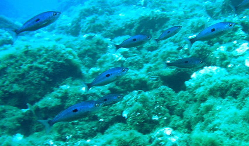 Spicara maena © <a rel="nofollow" class="external text" href="https://www.flickr.com/photos/10192726@N00">Anders Finn Jørgensen</a>