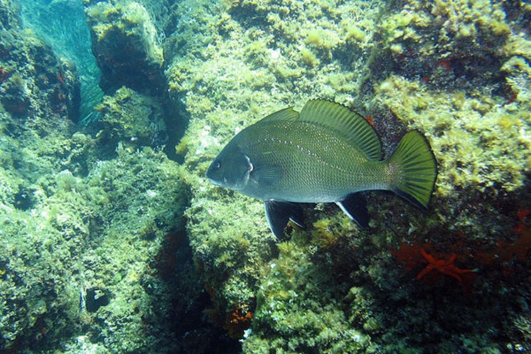 Sciaena umbra &copy; Vladimir Vyskocil