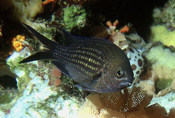 Chromis chromis © <a href="https://en.wikipedia.org/wiki/nl:User:Albert_Kok" class="extiw" title="w:nl:User:Albert Kok">Albert Kok</a> at <a href="https://en.wikipedia.org/wiki/nl:" class="extiw" title="w:nl:">Dutch Wikipedia</a>