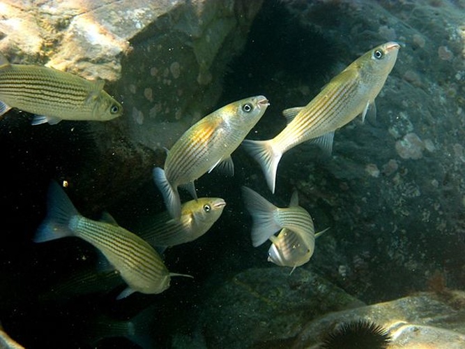 Oedalechilus labeo © <a href="//commons.wikimedia.org/wiki/User:Etrusko25" title="User:Etrusko25">Etrusko25</a>