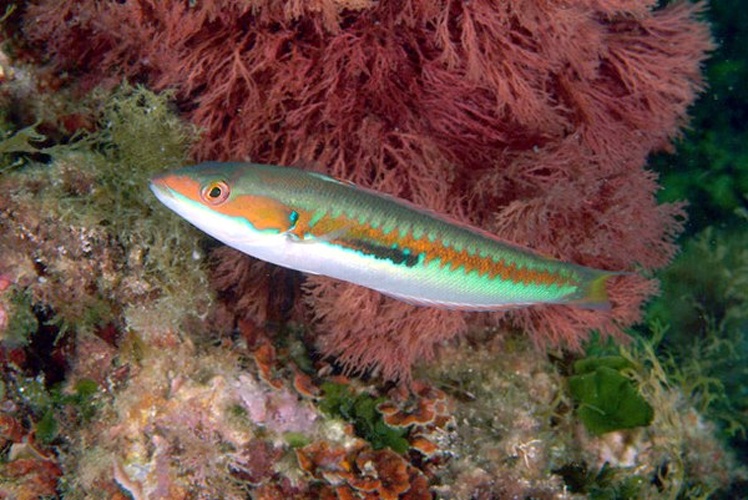 Mediterranean rainbow wrasse © <a href="//commons.wikimedia.org/wiki/User:Etrusko25" title="User:Etrusko25">Etrusko25</a>