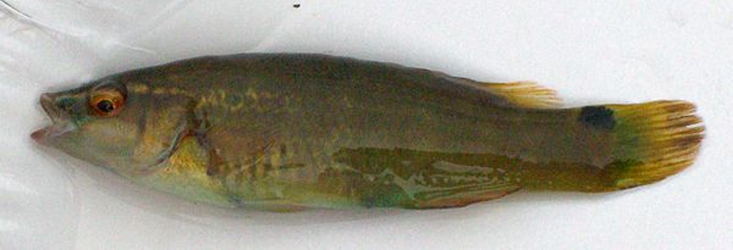 goldsinny wrasse &copy; <a href="//commons.wikimedia.org/w/index.php?title=User:Hwf&amp;action=edit&amp;redlink=1" class="new" title="User:Hwf (page does not exist)">Hwf</a>