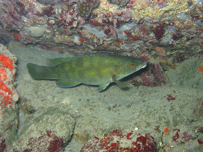 Brown wrasse © <a href="//commons.wikimedia.org/wiki/User:Etrusko25" title="User:Etrusko25">Etrusko25</a>