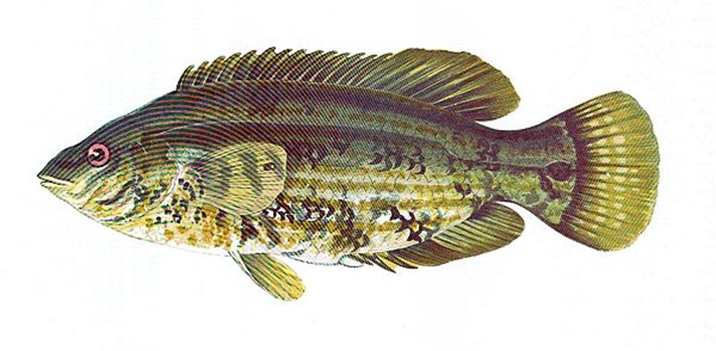 Baillon's wrasse © <bdi><a href="https://en.wikipedia.org/wiki/en:Jonathan_Couch" class="extiw" title="w:en:Jonathan Couch">Jonathan Couch</a>
</bdi>