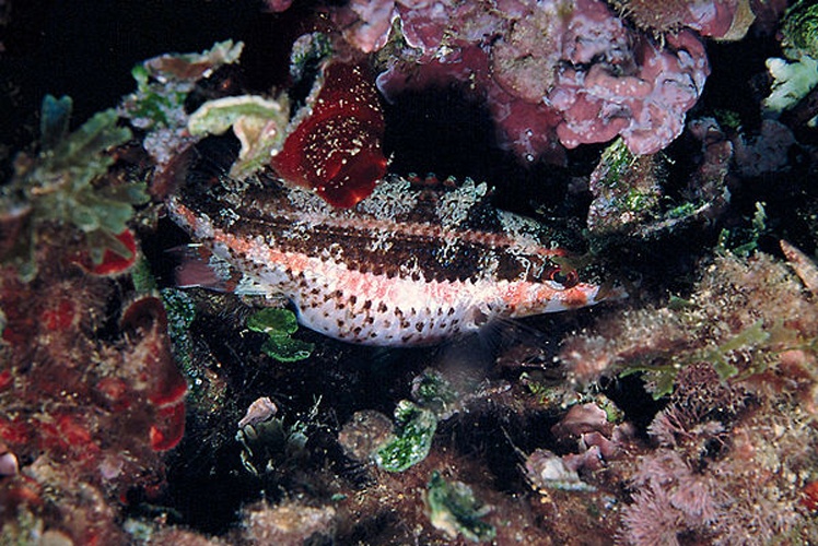 Symphodus doderleini &copy; <a href="//commons.wikimedia.org/wiki/User:Etrusko25" title="User:Etrusko25">Etrusko25</a>