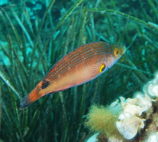 Axillary wrasse © albert kok