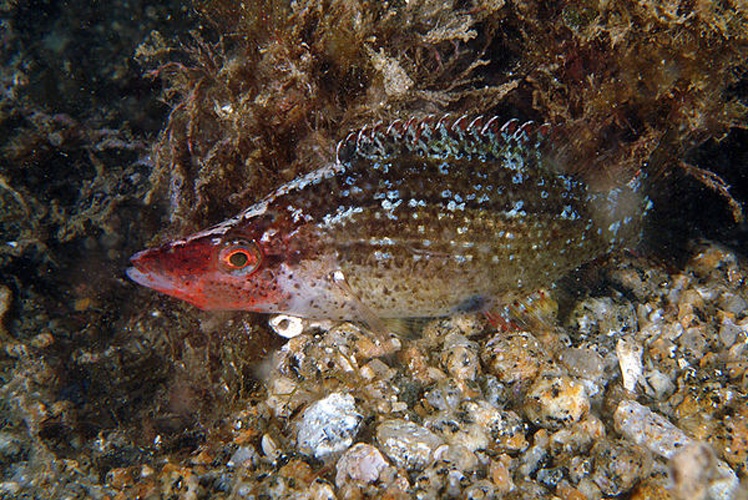 Pointed-snout wrasse © <a href="//commons.wikimedia.org/wiki/User:Etrusko25" title="User:Etrusko25">Etrusko25</a>