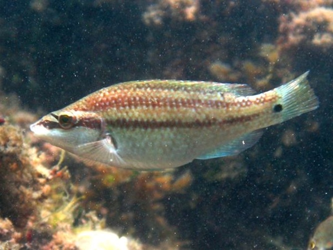 East Atlantic peacock wrasse &copy; <a href="//commons.wikimedia.org/wiki/User:Etrusko25" title="User:Etrusko25">Etrusko25</a>