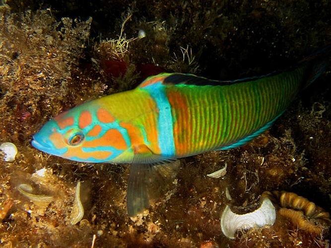 Thalassoma pavo © <a href="//commons.wikimedia.org/w/index.php?title=User:Cisamarc&amp;action=edit&amp;redlink=1" class="new" title="User:Cisamarc (page does not exist)">Cisamarc</a>